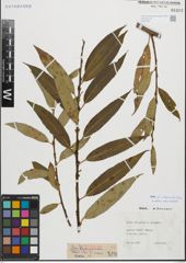 Foto von Salix fragilis L. x Salix triandra L.